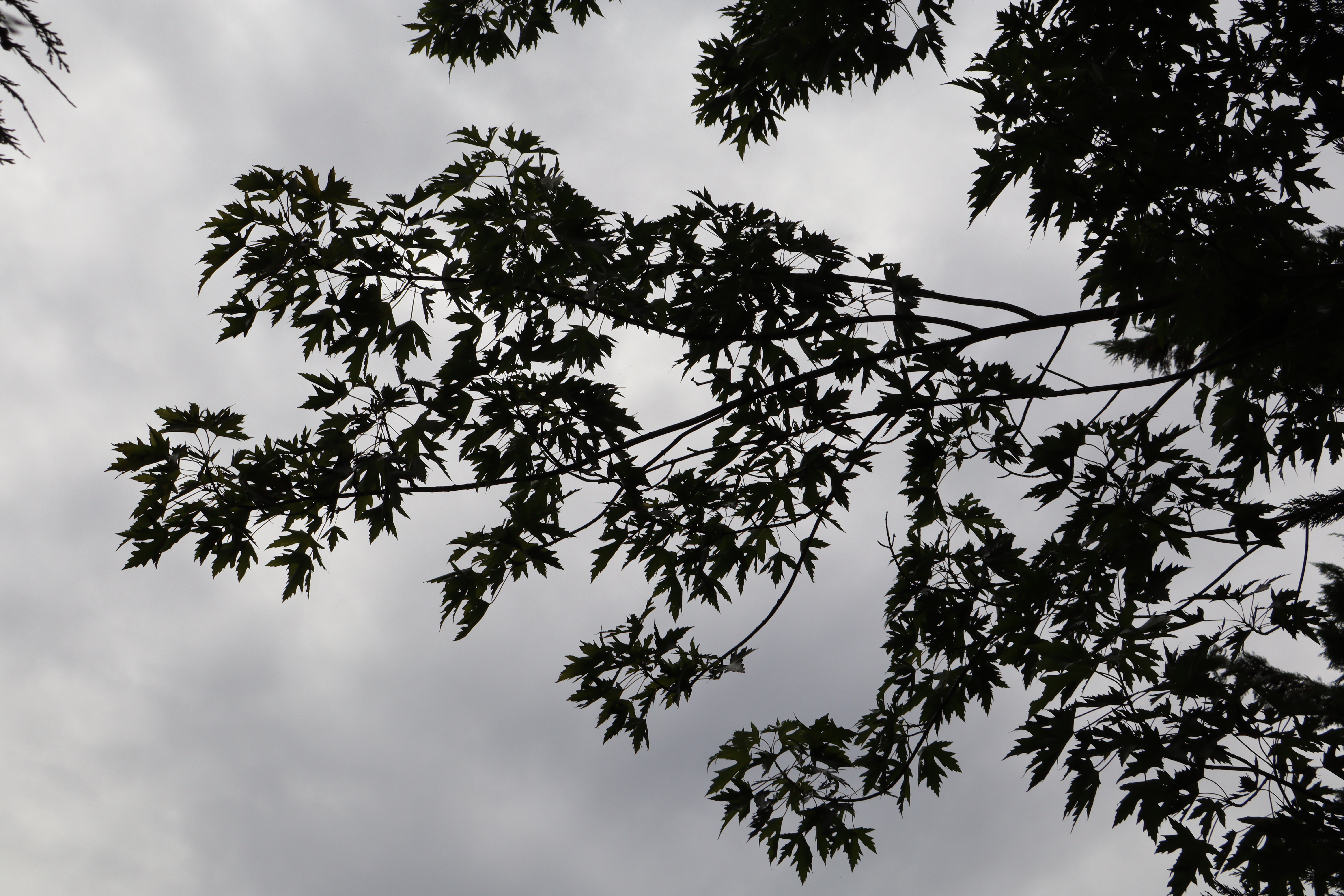 Header Background