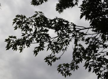 Dark Branches (2025)