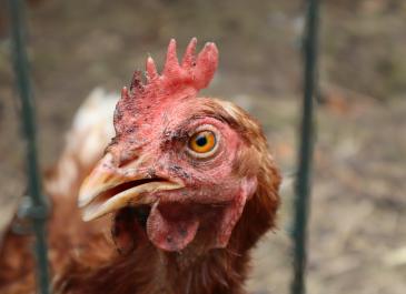 I know you came here to see the Chicken that was on the main screen... (2026)